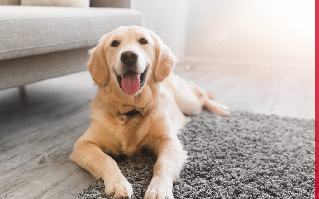 Identifying Your Pet's Unique Safety Needs